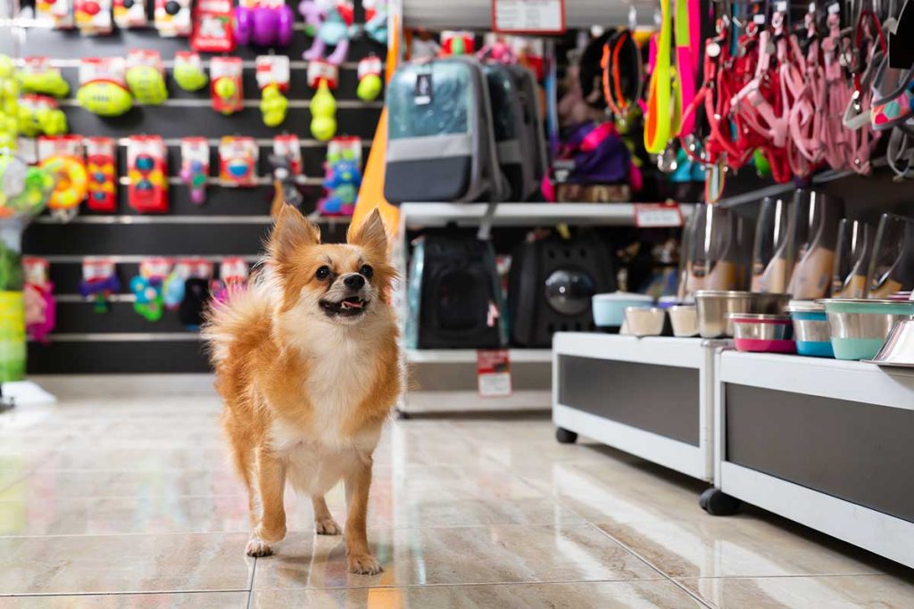 What is a pet shop and what types are there?