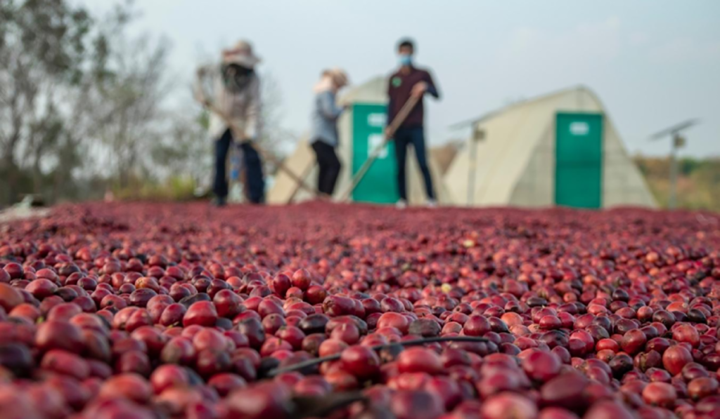 Coffee production line in Iran